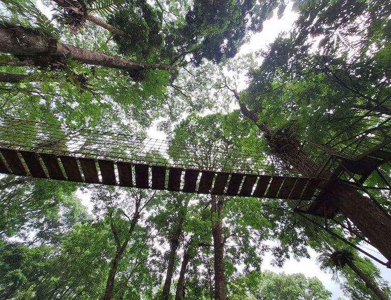 a photographer captured the bridge used out of bond in the Siti Sundari forest.