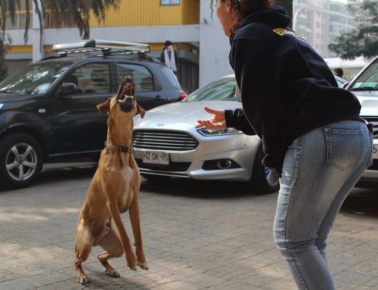 Adiestramiento canino ñuñoa