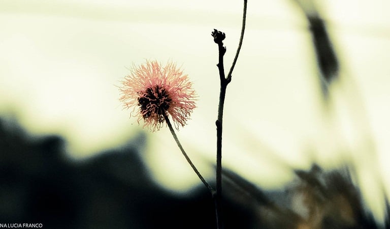 Foto Ana Lúcia Franco