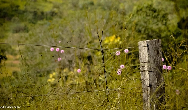 Foto Ana Lúcia Franco