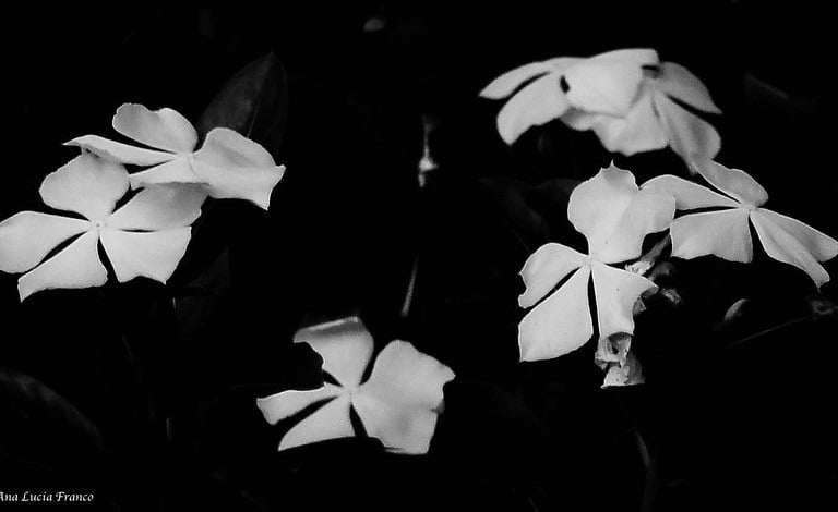 Foto Ana Lúcia Franco