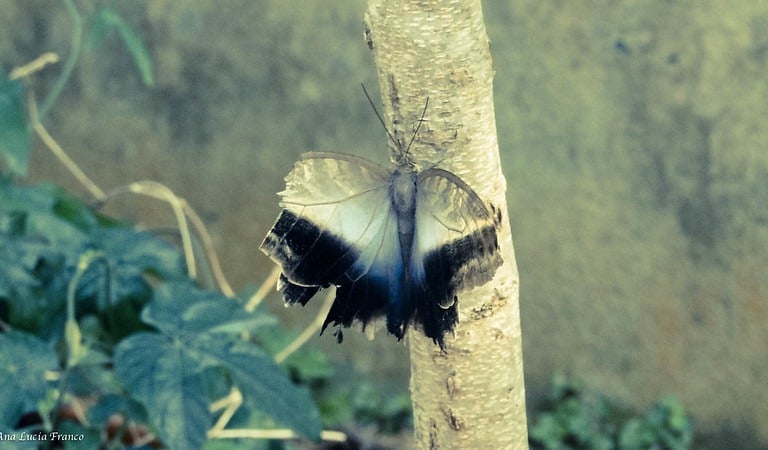 Foto Ana Lúcia Franco