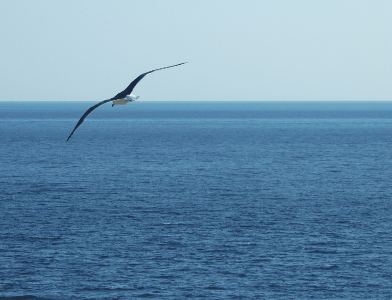 gabbiano mare libertà serenità introspezione