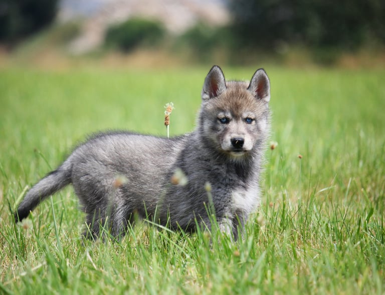 Husky-Erlebnisse, Husky-Ausfahrten, Husky-Trekkingtouren, Husky Abenteuer, Dietfurt, Bayern