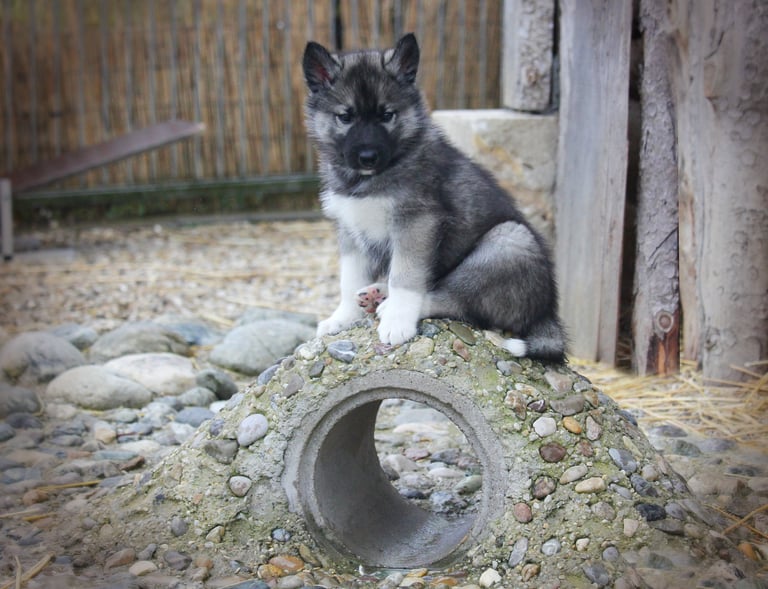 Husky-Erlebnisse, Husky-Ausfahrten, Husky-Trekkingtouren, Husky Abenteuer, Dietfurt, Bayern