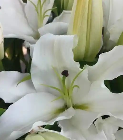 a bouquet of white and pink flowers