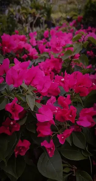 a bunch of pink flowers in a field