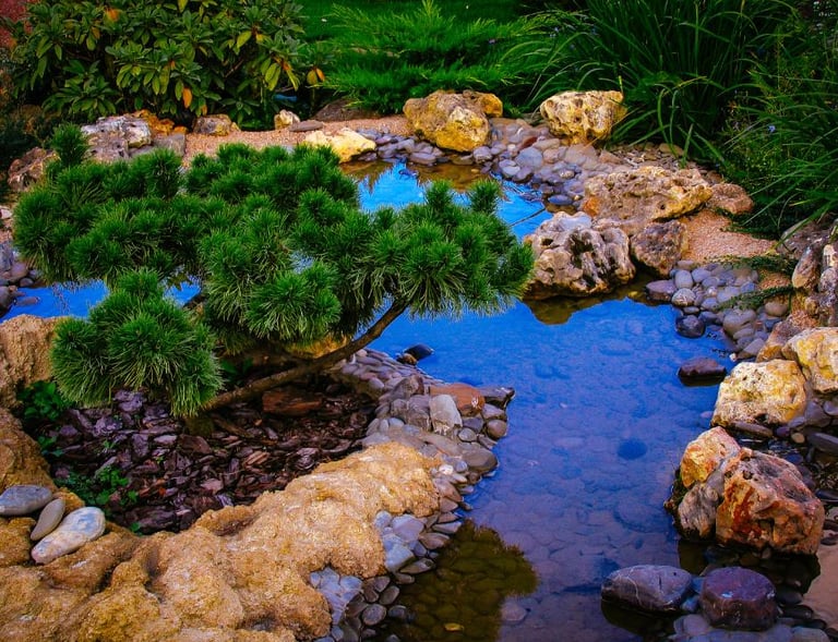 Un bassin paysager avec un pin et des rochers décoratifs
