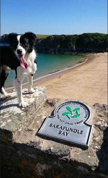 Barafundle Bay collie dog summer pembrokeshire coastal path