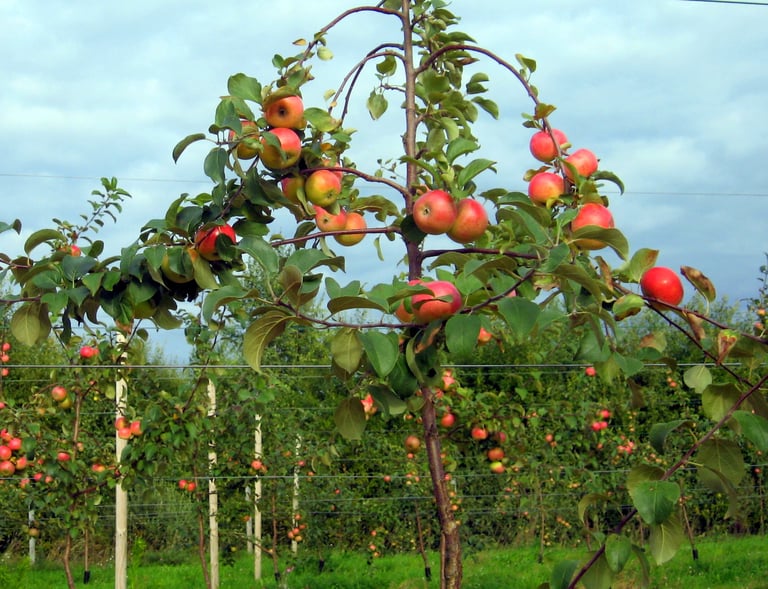 Noore õunapuu kujundamine. Endised poolpüstised kärpimata oksad jäävadki saagi all kandvateks. 