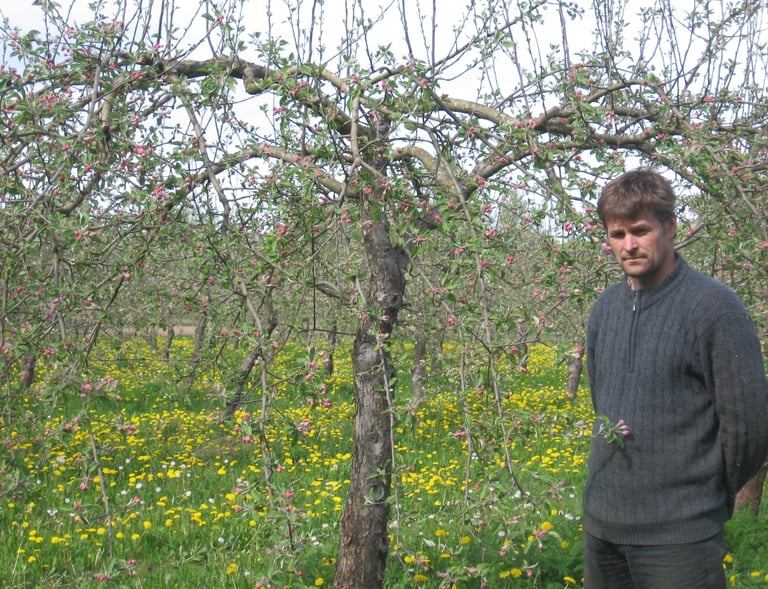 Kalmer Kasvand. Proffessionaalne 25 aastase kogemusega tüvekeskne lõikusstiil. Efektiivne vana õunapuu noorenduslõikus.