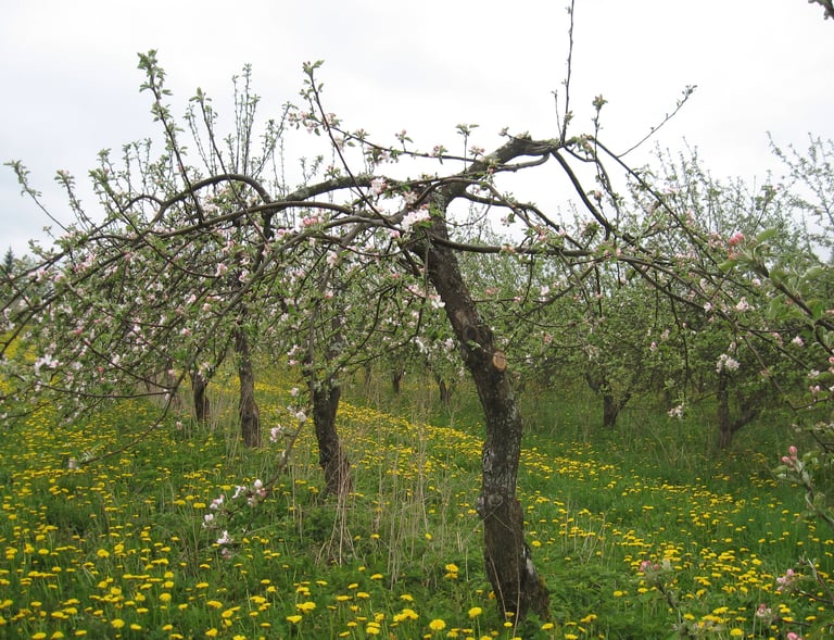 Aianõunik. Kalmer Kasvand. Tüvekeskse lõikusstiili maaletooja. Vana õunapuu noorenduslõikus. Suur saak. Iga aastane kandvus