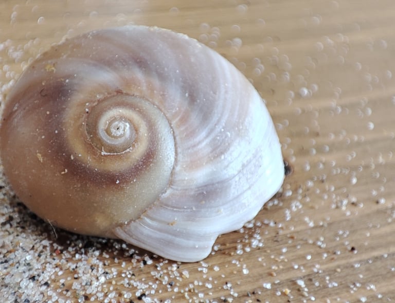 ein beigefarbeneres Schneckenhaus mit sand auf Holzuntergrund