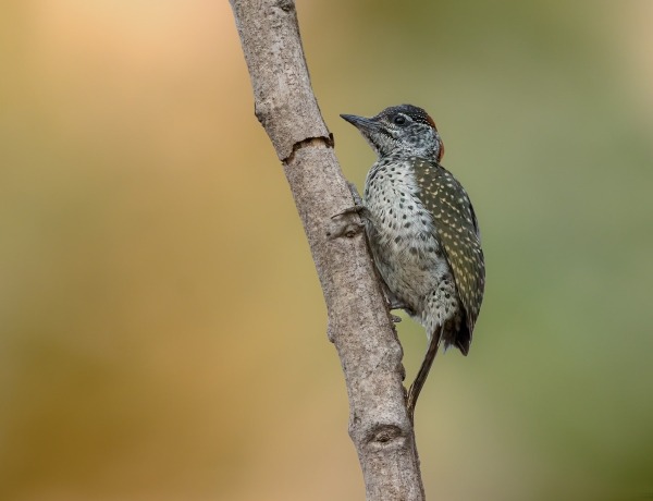 Fijngevlekte specht op een verticale stam.