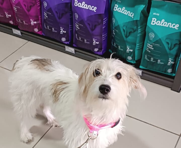 Luna muestra su collar nuevo adquirido en la tienda Chamo Pets.