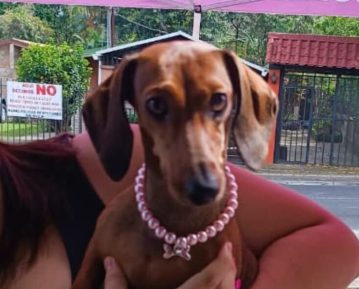 La perrita muestra collar de perlas rosadas comprada en Chamo Pets.