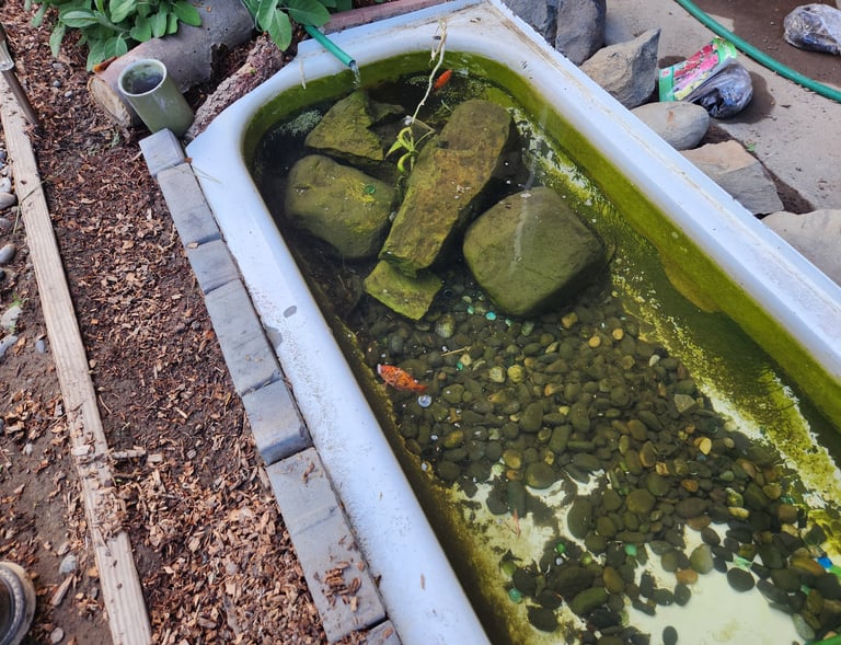 Bathrub Fishpond