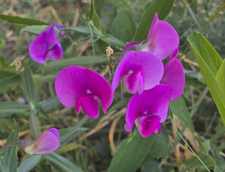 Lovely Flower