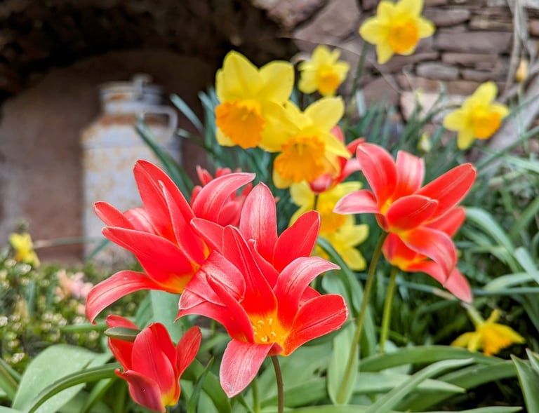 Un ensemble de fleurs rouges et jaunes