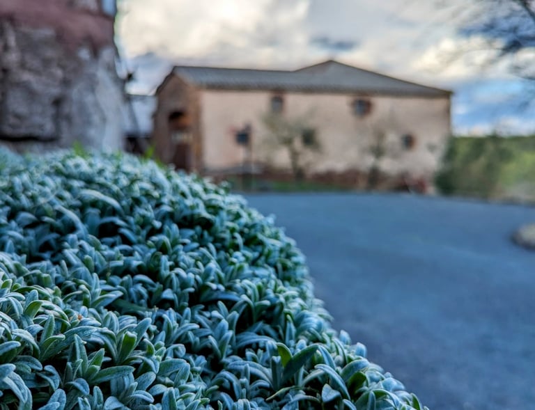 Tapis de feuilles et grange en arrière plan