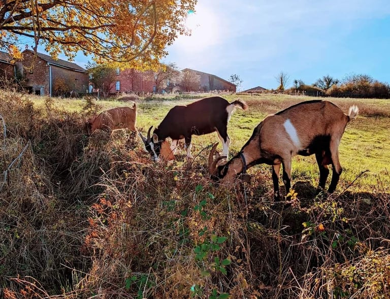 Trois chèvres qui broutent