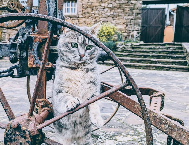 Un chat posé sur une roue métallique