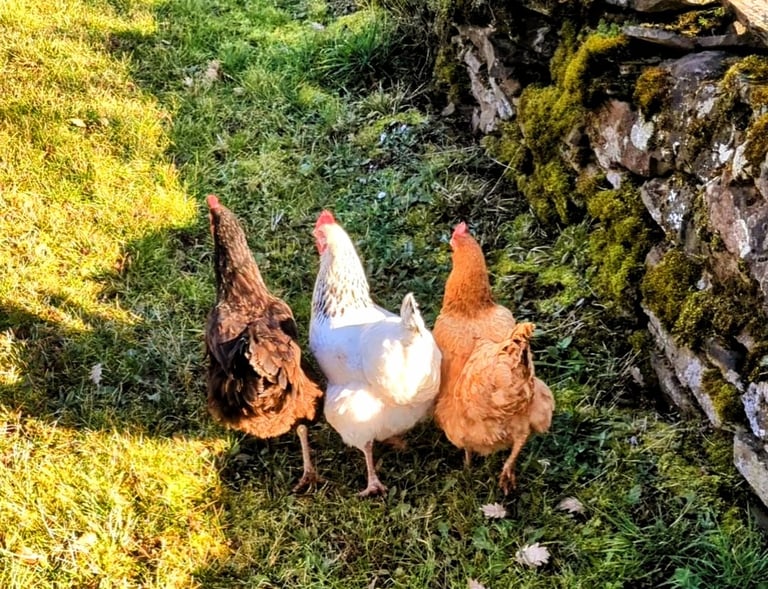 Trois poules marchant côte à côte