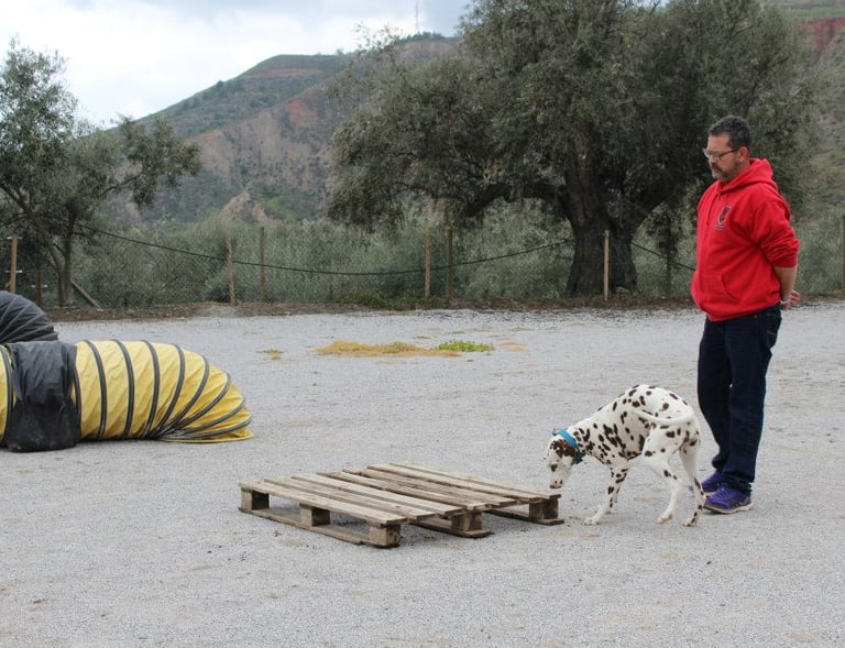 Ernest Belchi entrenando con un perro dálmata