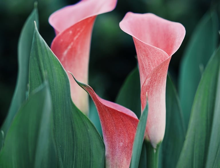 Elegant pink calla lilies reflecting feminine strength and spiritual growth
