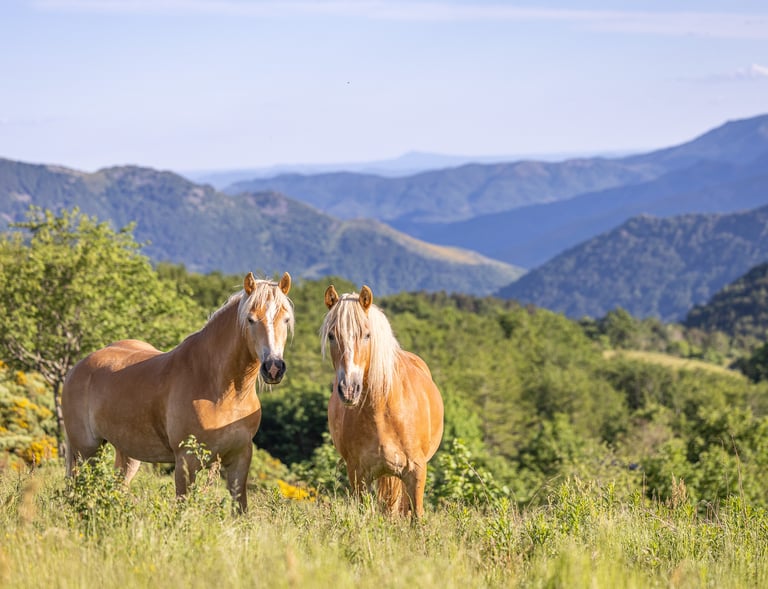 Chevaux dans la nature ardéchoise