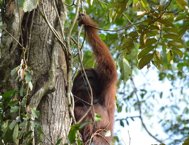an adult male orang utan at Danum Valley