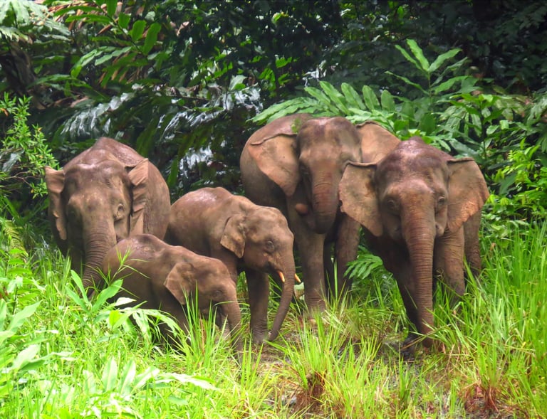a herd of elephants standing in the grass