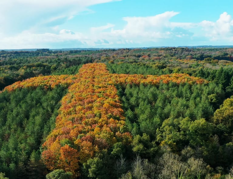 Vue aérienne d'une croix géante formée par des arbres aux teintes orangées d'automne dans une forêt 