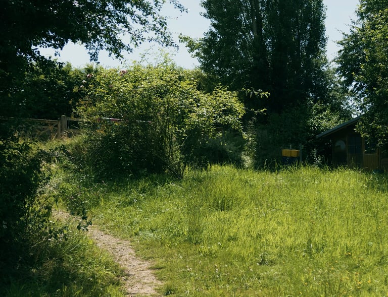 Grüne Fläche mit Grünen Bäumen