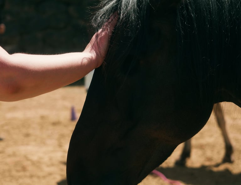 Pferd wird gestreichelt