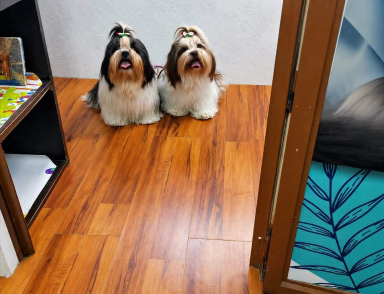 Perritas recien bañadas y peinadas en veterinaria pekes