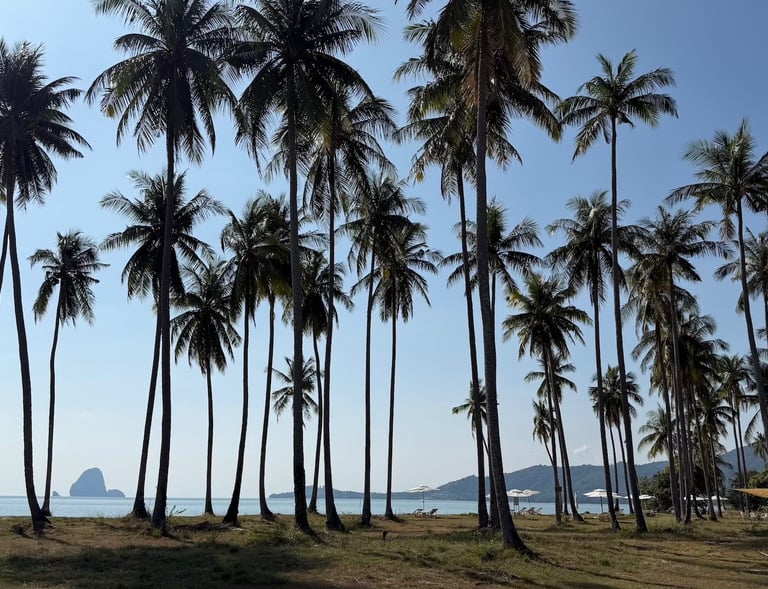 Tropical coconut palm trees landscape near Yanui Beach Phuket