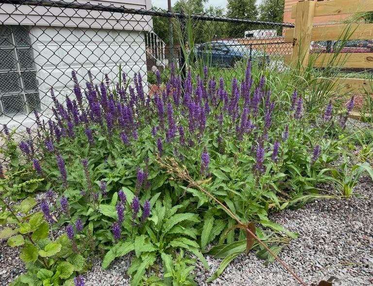 a southside Chicago garden with purple flowers
