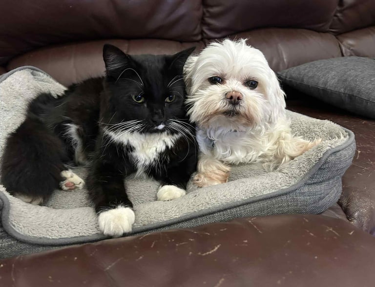 We also look after Cats as long as they are not tool scared by dogs