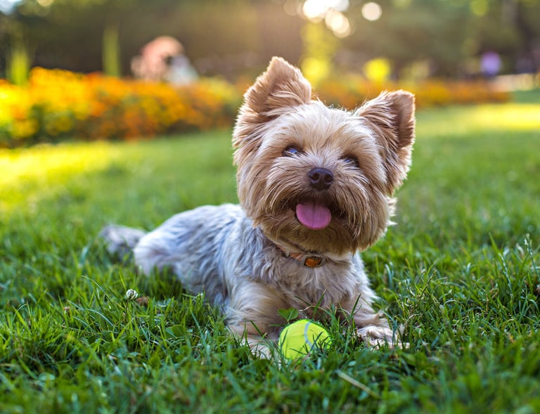 DOGGIEbackpackers dog boarding and sitting in Inner North Brisbane