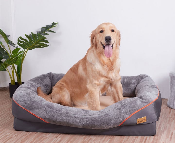 DOGGIEbackpackers dog boarding and sitting in Inner North Brisbane