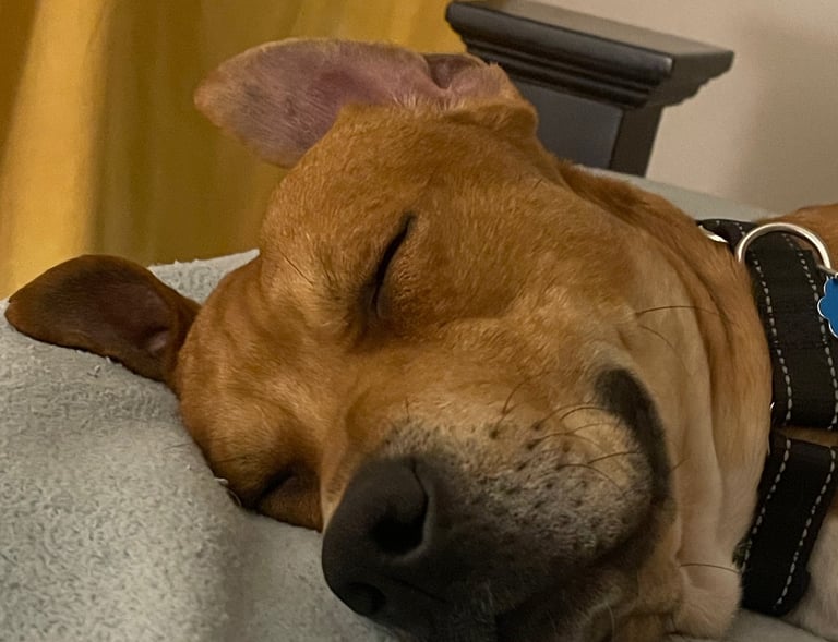 Wondering when my human will go to sleep