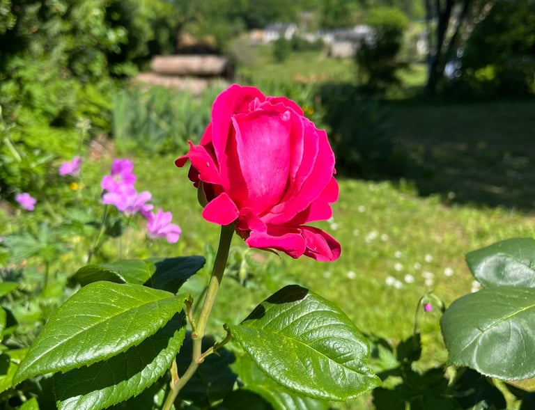 Stunning roses in the back garden