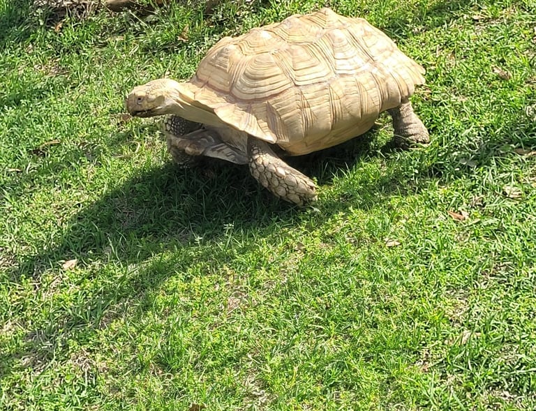 My ivory sulcata tortoise