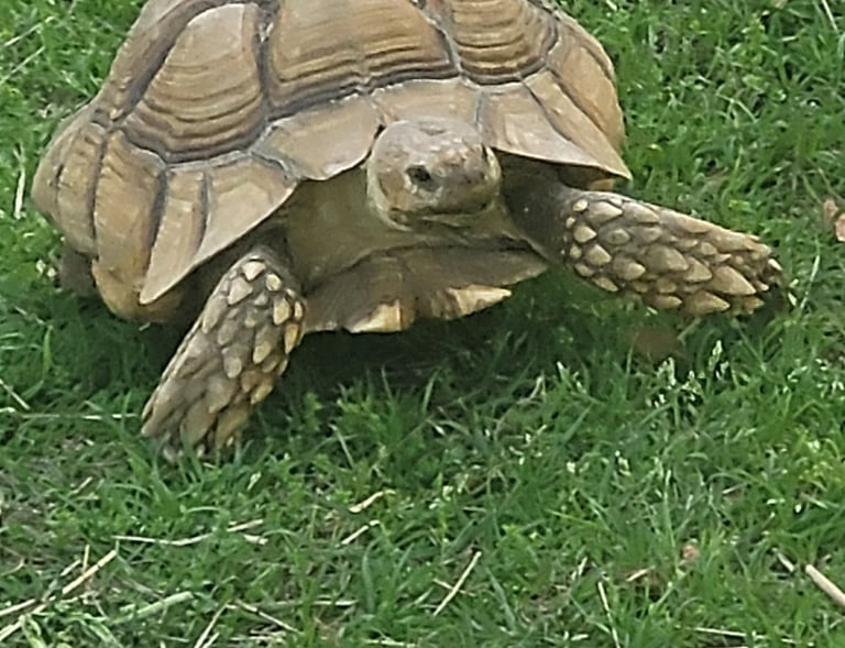 Luigi my sulcata tortoise coming to see if I brought treats.