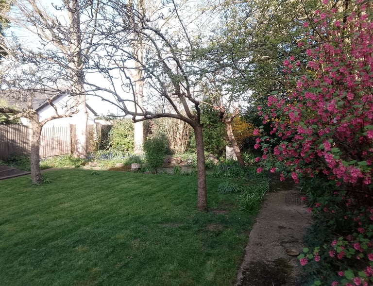 A sunny spring backyard featuring pink flowering shrubs, lush green lawn, and bare fruit trees.