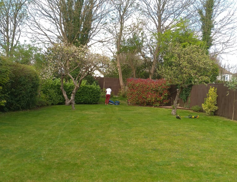 Professional gardener mowing a large green lawn in a backyard with lush trees and hedges.