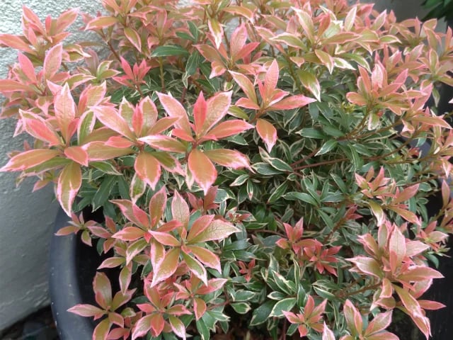 A Pieris Japonica Flaming Silver plant with variegated pink and green leaves in a black garden pot.