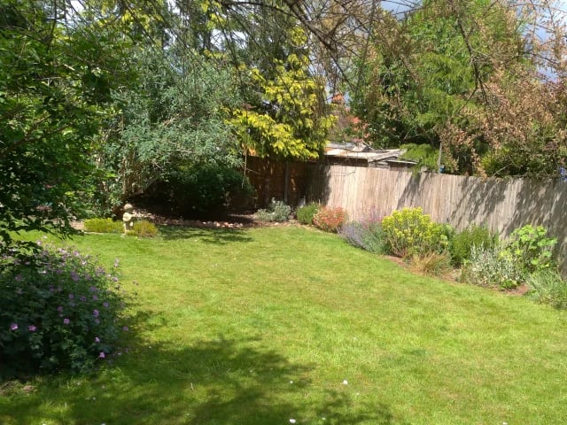 Sunny backyard garden with a green lawn, wooden fence, and diverse flowering shrubs and trees.