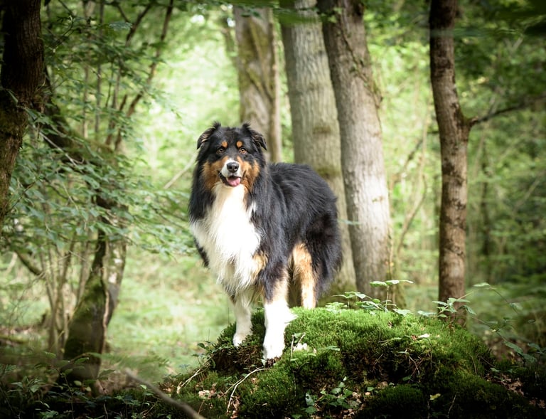 A tricolor Australian Shepherd dog standing on a mossy mound in a lush green forest setting.